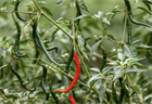Перец Джвала (Pepper Chilli Jwala), острый, урожайный, пряный, ароматный, универсальный 3990 - фото 13512