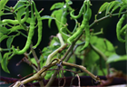 Перец Джвала (Pepper Chilli Jwala), острый, урожайный, пряный, ароматный, универсальный 3990 - фото 13513