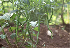 Перец Джвала (Pepper Chilli Jwala), острый, урожайный, пряный, ароматный, универсальный 3990 - фото 13514