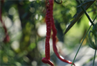 Перец Джвала (Pepper Chilli Jwala), острый, урожайный, пряный, ароматный, универсальный 3990 - фото 13515