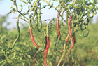 Перец Джвала (Pepper Chilli Jwala), острый, урожайный, пряный, ароматный, универсальный 3990 - фото 13516