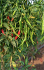 Перец Джвала (Pepper Chilli Jwala), острый, урожайный, пряный, ароматный, универсальный 3990 - фото 13517