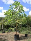 Акация мангиум (Acacia mangium), быстрорастущее дерево, азотофиксатор, декоративное, неприхотливое, почвоукрепляющее, кормовое, медоносное, светолюбивое 3991 - фото 13521