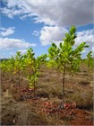 Акация мангиум (Acacia mangium), быстрорастущее дерево, азотофиксатор, декоративное, неприхотливое, почвоукрепляющее, кормовое, медоносное, светолюбивое 3991 - фото 13523