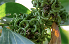 Акация мангиум (Acacia mangium), быстрорастущее дерево, азотофиксатор, декоративное, неприхотливое, почвоукрепляющее, кормовое, медоносное, светолюбивое 3991 - фото 13524