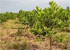 Акация мангиум (Acacia mangium), быстрорастущее дерево, азотофиксатор, декоративное, неприхотливое, почвоукрепляющее, кормовое, медоносное, светолюбивое 3991 - фото 13531