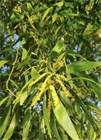 Акация мангиум (Acacia mangium), быстрорастущее дерево, азотофиксатор, декоративное, неприхотливое, почвоукрепляющее, кормовое, медоносное, светолюбивое 3991 - фото 13546