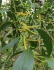 Акация мангиум (Acacia mangium), быстрорастущее дерево, азотофиксатор, декоративное, неприхотливое, почвоукрепляющее, кормовое, медоносное, светолюбивое 3991 - фото 13547