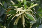 Акация мангиум (Acacia mangium), быстрорастущее дерево, азотофиксатор, декоративное, неприхотливое, почвоукрепляющее, кормовое, медоносное, светолюбивое 3991 - фото 13548