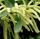 Акация мангиум (Acacia mangium), быстрорастущее дерево, азотофиксатор, декоративное, неприхотливое, почвоукрепляющее, кормовое, медоносное, светолюбивое 3991 - фото 13549