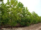 Акация мангиум (Acacia mangium), быстрорастущее дерево, азотофиксатор, декоративное, неприхотливое, почвоукрепляющее, кормовое, медоносное, светолюбивое 3991 - фото 13550