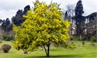 Акация мангиум (Acacia mangium), быстрорастущее дерево, азотофиксатор, декоративное, неприхотливое, почвоукрепляющее, кормовое, медоносное, светолюбивое 3991 - фото 13556