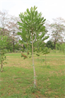 Акация мангиум (Acacia mangium), быстрорастущее дерево, азотофиксатор, декоративное, неприхотливое, почвоукрепляющее, кормовое, медоносное, светолюбивое 3991 - фото 13557