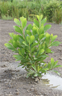 Акация мангиум (Acacia mangium), быстрорастущее дерево, азотофиксатор, декоративное, неприхотливое, почвоукрепляющее, кормовое, медоносное, светолюбивое 3991 - фото 13567