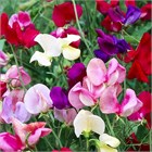 Душистый горошек (sweet peas), декоративный, травянистый, светолюбивый, теплолюбивый, лиана, ароматный, медонос, ядовитый 3992 - фото 13569