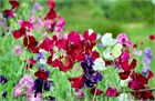 Душистый горошек (sweet peas), декоративный, травянистый, светолюбивый, теплолюбивый, лиана, ароматный, медонос, ядовитый 3992 - фото 13570