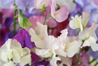 Душистый горошек (sweet peas), декоративный, травянистый, светолюбивый, теплолюбивый, лиана, ароматный, медонос, ядовитый 3992 - фото 13571