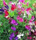 Душистый горошек (sweet peas), декоративный, травянистый, светолюбивый, теплолюбивый, лиана, ароматный, медонос, ядовитый 3992 - фото 13574