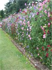 Душистый горошек (sweet peas), декоративный, травянистый, светолюбивый, теплолюбивый, лиана, ароматный, медонос, ядовитый 3992 - фото 13575