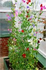 Душистый горошек (sweet peas), декоративный, травянистый, светолюбивый, теплолюбивый, лиана, ароматный, медонос, ядовитый 3992 - фото 13576