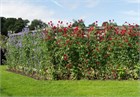 Душистый горошек (sweet peas), декоративный, травянистый, светолюбивый, теплолюбивый, лиана, ароматный, медонос, ядовитый 3992 - фото 13577