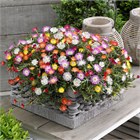 ICE PLANT Делосперма микс (Delosperma Mix Ice Plant) суккулент, засухоустойчивый, травянистый, декоративный, неприхотливый, многолетний, медонос, почвопокровный, засухоустойчивый 3993 - фото 13579