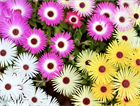 ICE PLANT Делосперма микс (Delosperma Mix Ice Plant) суккулент, засухоустойчивый, травянистый, декоративный, неприхотливый, многолетний, медонос, почвопокровный, засухоустойчивый 3993 - фото 13582