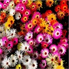 ICE PLANT Делосперма микс (Delosperma Mix Ice Plant) суккулент, засухоустойчивый, травянистый, декоративный, неприхотливый, многолетний, медонос, почвопокровный, засухоустойчивый 3993 - фото 13583