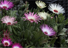 ICE PLANT Делосперма микс (Delosperma Mix Ice Plant) суккулент, засухоустойчивый, травянистый, декоративный, неприхотливый, многолетний, медонос, почвопокровный, засухоустойчивый 3993 - фото 13585