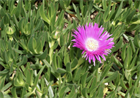 ICE PLANT Делосперма микс (Delosperma Mix Ice Plant) суккулент, засухоустойчивый, травянистый, декоративный, неприхотливый, многолетний, медонос, почвопокровный, засухоустойчивый 3993 - фото 13586