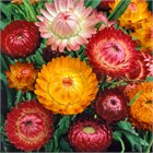 Гелихризум (Helichrysum), декоративный, цветущий, неприхотливый, засухоустойчивый, пригоден для срезки, однолетний, сухоцвет 3994 - фото 13587