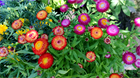 Гелихризум (Helichrysum), декоративный, цветущий, неприхотливый, засухоустойчивый, пригоден для срезки, однолетний, сухоцвет 3994 - фото 13588