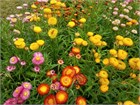 Гелихризум (Helichrysum), декоративный, цветущий, неприхотливый, засухоустойчивый, пригоден для срезки, однолетний, сухоцвет 3994 - фото 13589