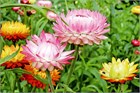 Гелихризум (Helichrysum), декоративный, цветущий, неприхотливый, засухоустойчивый, пригоден для срезки, однолетний, сухоцвет 3994 - фото 13590