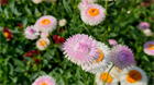 Гелихризум (Helichrysum), декоративный, цветущий, неприхотливый, засухоустойчивый, пригоден для срезки, однолетний, сухоцвет 3994 - фото 13591