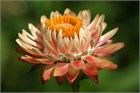 Гелихризум (Helichrysum), декоративный, цветущий, неприхотливый, засухоустойчивый, пригоден для срезки, однолетний, сухоцвет 3994 - фото 13592