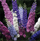 Дельфиниум микс (Delphinium), живокость, шпорник, декоративный, травянистый, многолетний, цветущий, медонос, лекарственный, цветы, неприхотливый 3996 - фото 13599