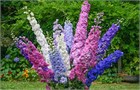 Дельфиниум микс (Delphinium), живокость, шпорник, декоративный, травянистый, многолетний, цветущий, медонос, лекарственный, цветы, неприхотливый 3996 - фото 13600