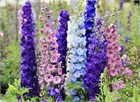 Дельфиниум микс (Delphinium), живокость, шпорник, декоративный, травянистый, многолетний, цветущий, медонос, лекарственный, цветы, неприхотливый 3996 - фото 13601
