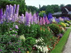 Дельфиниум микс (Delphinium), живокость, шпорник, декоративный, травянистый, многолетний, цветущий, медонос, лекарственный, цветы, неприхотливый 3996 - фото 13602
