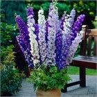 Дельфиниум микс (Delphinium), живокость, шпорник, декоративный, травянистый, многолетний, цветущий, медонос, лекарственный, цветы, неприхотливый 3996 - фото 13603