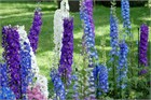 Дельфиниум микс (Delphinium), живокость, шпорник, декоративный, травянистый, многолетний, цветущий, медонос, лекарственный, цветы, неприхотливый 3996 - фото 13604