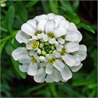 CANDY TUFT, иберис белый, компактный, травянистый, семенное размножение, почвопокровное, декоративное, ароматное, медонос, неприхотливое, засухоустойчивое 3997 - фото 13612
