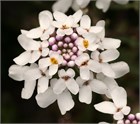 CANDY TUFT, иберис белый, компактный, травянистый, семенное размножение, почвопокровное, декоративное, ароматное, медонос, неприхотливое, засухоустойчивое 3997 - фото 13613