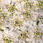 CANDY TUFT, иберис белый, компактный, травянистый, семенное размножение, почвопокровное, декоративное, ароматное, медонос, неприхотливое, засухоустойчивое 3997 - фото 13614