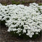 CANDY TUFT, иберис белый, компактный, травянистый, семенное размножение, почвопокровное, декоративное, ароматное, медонос, неприхотливое, засухоустойчивое 3997 - фото 13615