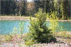Сосна обыкновенная, морозостойкая, вечнозеленая, декоративная, эфиромасличная 2035 - фото 13635