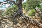 Сосна обыкновенная, морозостойкая, вечнозеленая, декоративная, эфиромасличная 2035 - фото 13636
