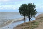 Сосна обыкновенная, морозостойкая, вечнозеленая, декоративная, эфиромасличная 2035 - фото 13638