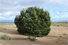 Сосна обыкновенная, морозостойкая, вечнозеленая, декоративная, эфиромасличная 2035 - фото 13640